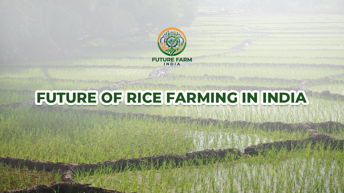 Future of Rice Farming in India