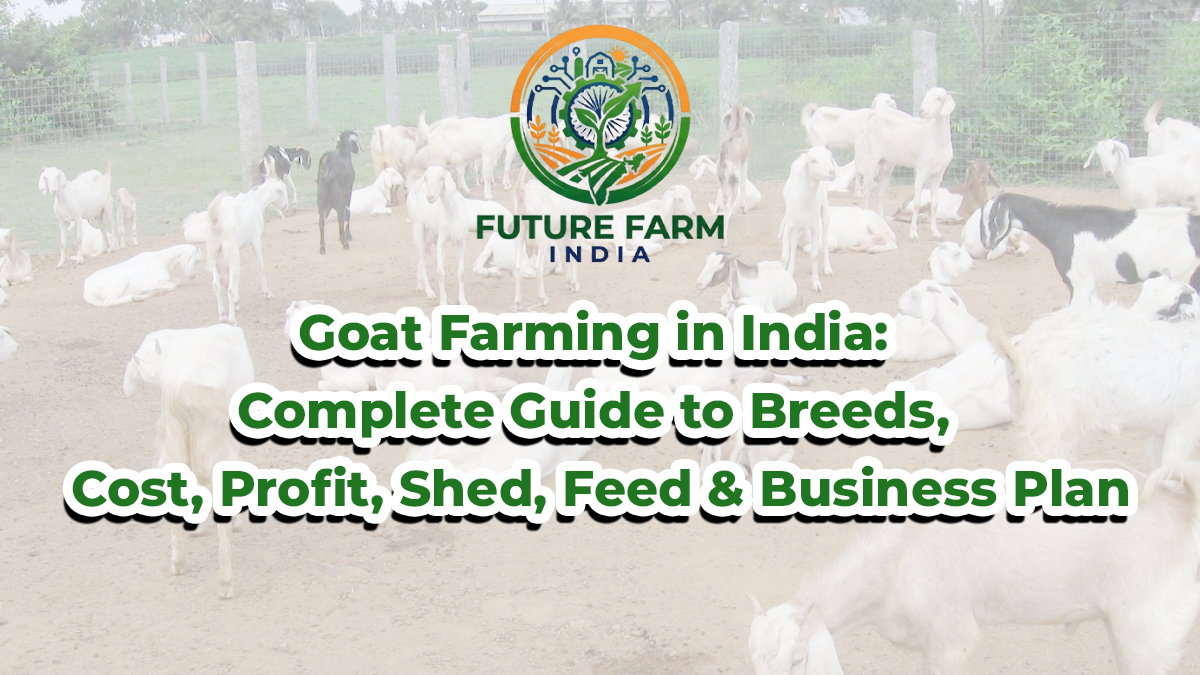 Goat Farming in India: A Complete Guide to Breeds, Cost, Profit, Sheds, Feed & Business Plans 